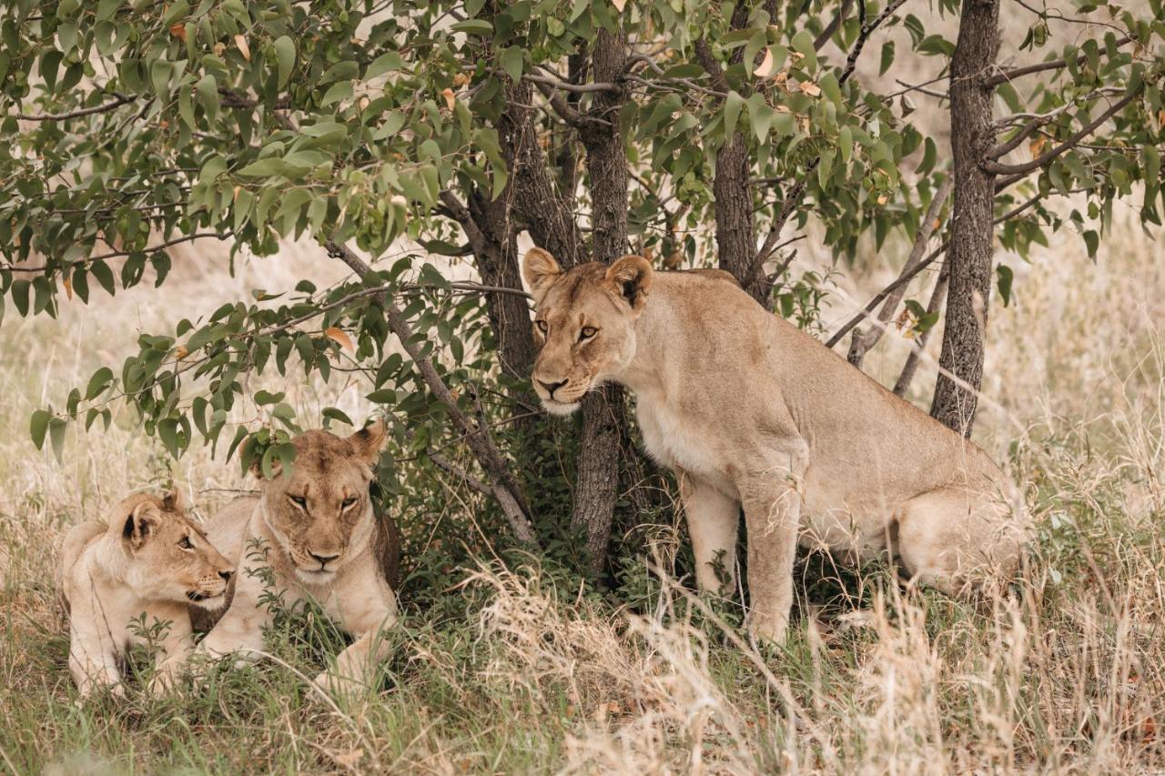 Etosha Safari Campsite Экстерьер фото